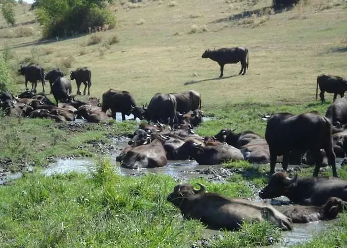 Semesterbostad Oniron Sidirokastro (Sintiki)